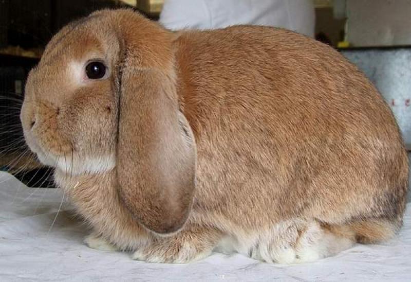 Кролик породы баран вислоухий фото