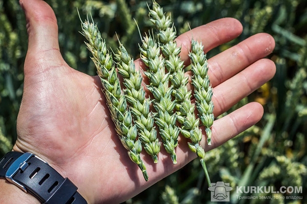 пшениця 2017, агроекспедиція, західний буг