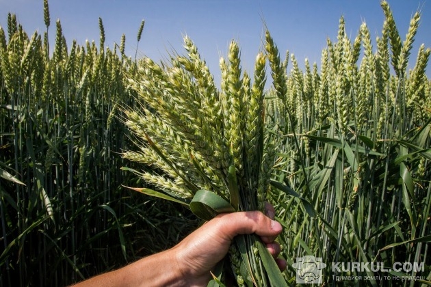 Пшениця в ПСП «Сокільча»