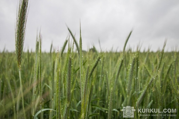 Жито на полях Київщини
