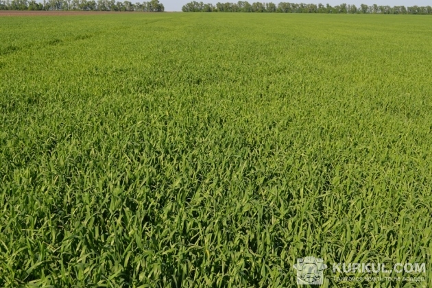 Посіви пшениці у фазі прапорцевого листка, де застосовувалися препарати UKRAVIT