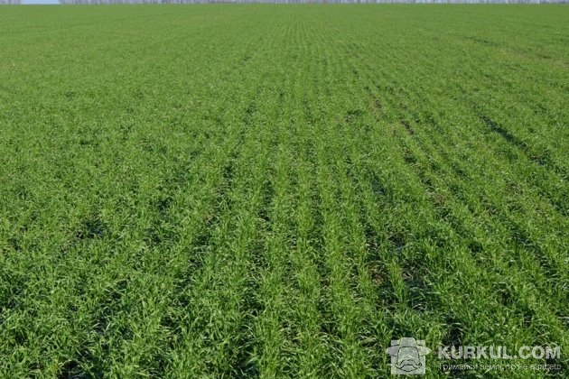 Сходи пшениці, після обробки насіння протруйниками UKRAVIT