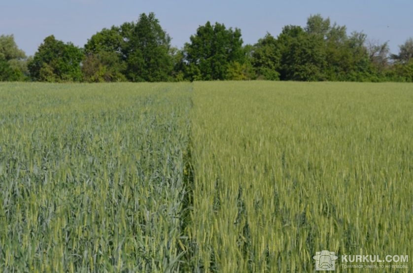 Посіви пшениці у фазу початок цвітіння (ліворуч контроль, праворуч UKRAVIT