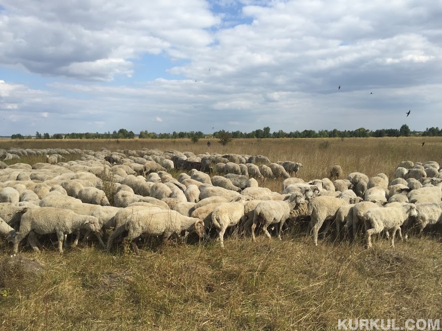 Вівчарство - важлива галузь тваринництва