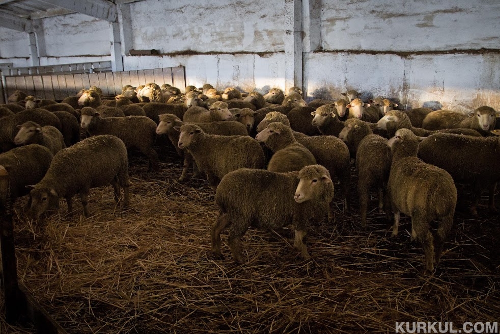 Найбільша кількість овець в Одеській, Закарпатській та Донецькій областях