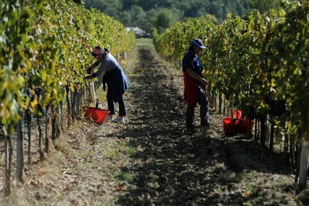 Виноград, яблука і груші надто трудомісткі для збирання, тому деякі аграрії переходять до вирощування мигдалю, фісташок та грецьких горіхів