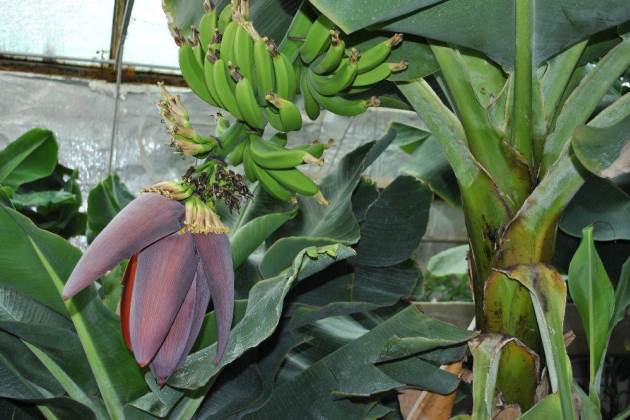 Вирощування бананів