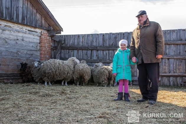 Іринка з дідусем показує журналістам їхні вівці