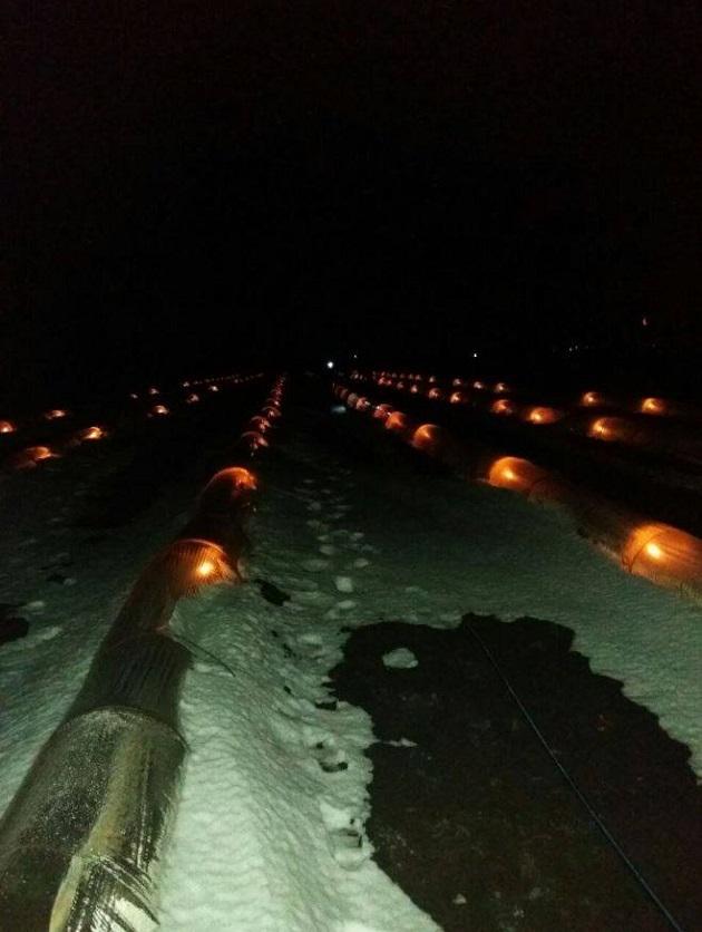 Свічки в тунелях гріли розсаду кавунів і динь на Одещині