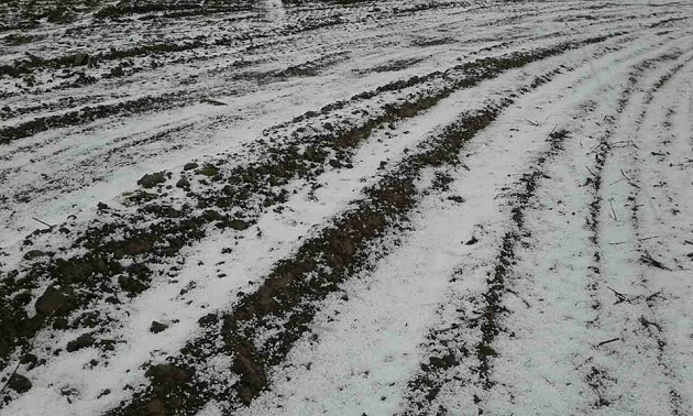 Сніг на полях Чернігівщини