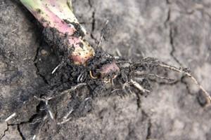 Ознаки пошкодження кукурудзи дротяником та основний метод боротьби з ним