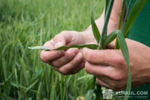 Перевіряємо жито на полях Житомирщини на хвороби