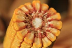 «КВС-УКРАЇНА» презентує ринку нові унікальні гібриди кукурудзи