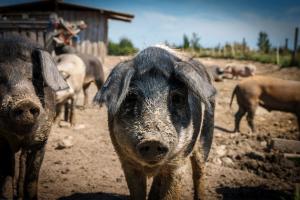 Як іграшки впливають на розвиток свиней?