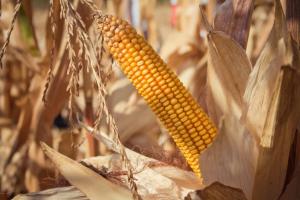 АгроЕкспедитори готуються інспектувати кукурузні поля