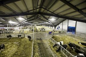 Ферми в Данії вважаються одними з найпродуктивніших у світі