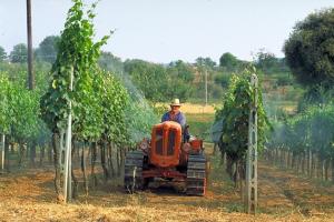 Франція на першому місці в Європі за обсягом випуску сільськогосподарської продукції