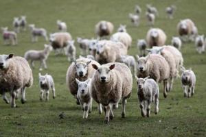 У країні розводять багато овець і кіз