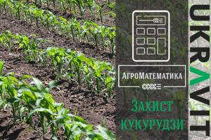АгроМатематика. Захист кукурудзи