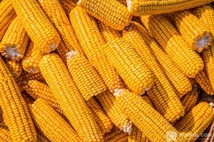 Застосування крапельного зрошення на посівах кукурудзи