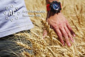 АгроЕкспедиція Пшениця 2018. Херсонська область: Таврійська Перспектива й Альфа Фарм