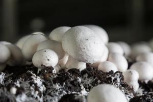 Як зробити виробництво грибів рентабельним і ефективним?