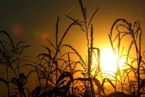 Агропрогноз: Все що треба знати про сонячну радіацію та урожай