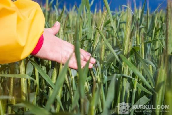 Перевіряємо посіви жита на Волині