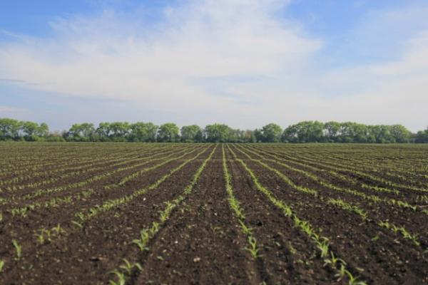 Холодостійкість нових гібридів кукурудзи та рекомендації щодо строків сівби