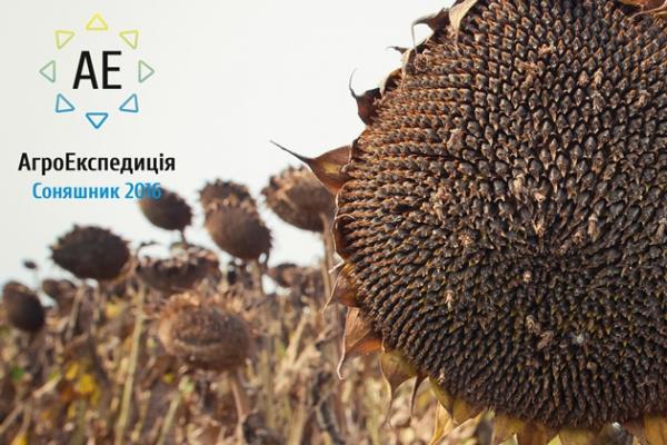 Соняшникові поля чекають на АгроЕкспедиторів