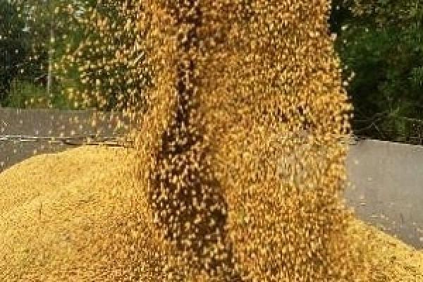 АгроЕкспедитори вирушають по полям сої