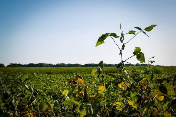 АгроЕкспедитори відвідали три нові підприємства «Наташа Агро», «Крячківка Агро Плюс» та «ГЯ ДТ Агро»