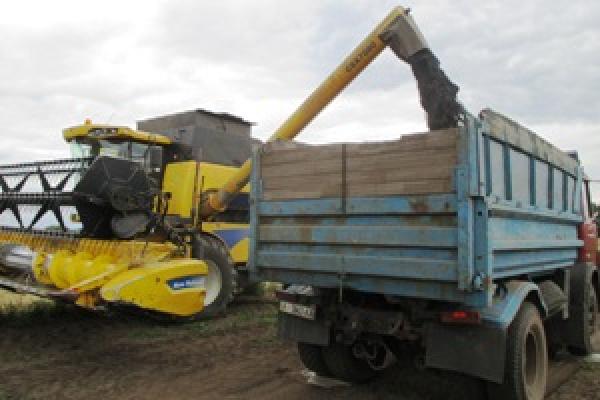 Особливості гібридів озимого ріпаку селекції KWS