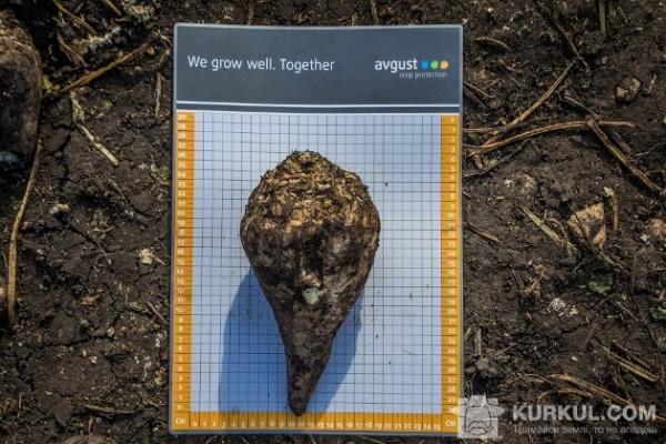 Останій день АгроЕкспедиції «Цукровий буряк 2016» 