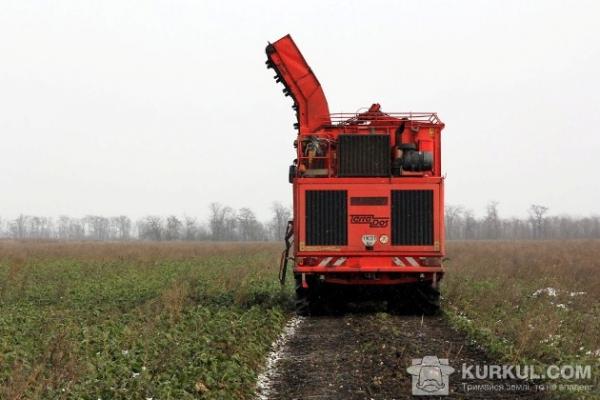 На Миколаївщині цукровий буряк показав 100% рентабельності