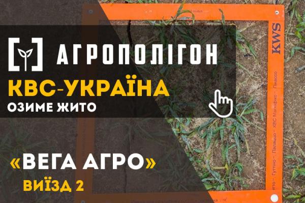 Озиме жито на полях «Вега Агро»