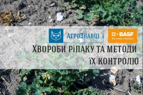 Експерти компанії BASF відповідають на запитання про хвороби ріпаку та методи їх контролю