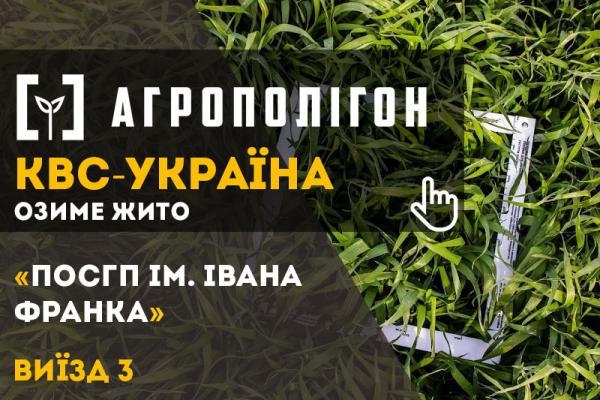 Гібриди озимого жита КВС БРАЗЕТТО і КВС МАГНІФІКО на полях господарства розкущилися дуже добре