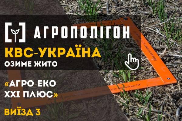 Стан посівів ярої пшениці в Агро-Еко XXI плюс