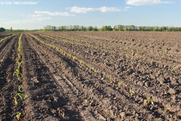 Сходи кукурудзи на 7-й день після заморозків. Рослини перебували в одній фазі на момент приморозку, почали рівномірне відростання