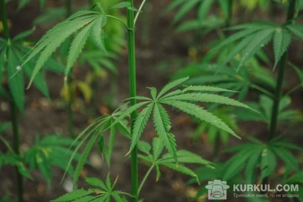 Технічні коноплі — одна із найвигідніших культур