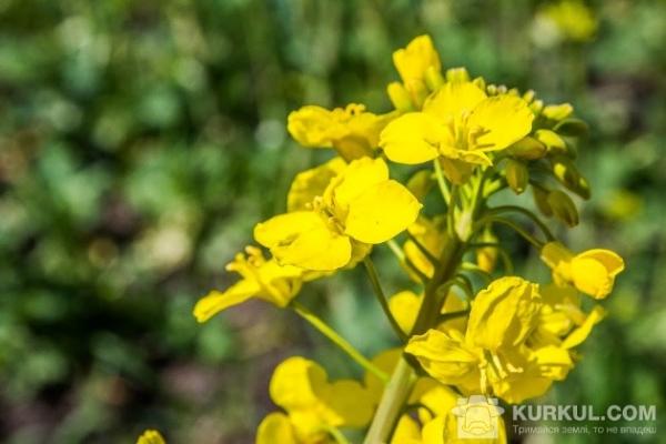 Нестача сірки може сильно вплинути на урожайність ріпаку