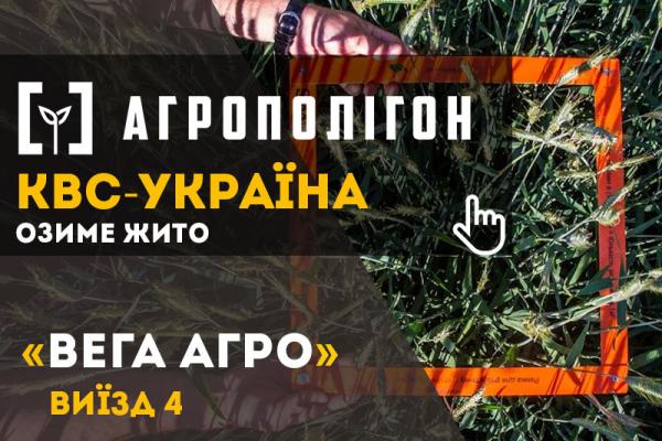 Житомирщина. Гібридне жито на полі «Вега Агро» 