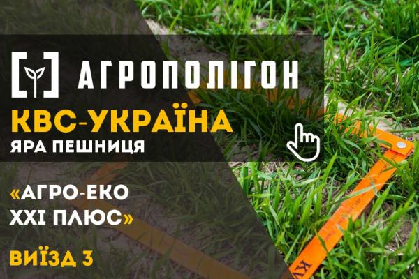 Яра пшениця ТОВ «Агро-Еко ХХІ Плюс»