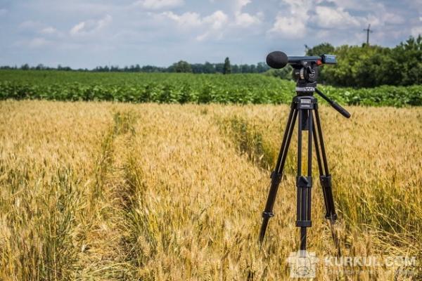 Поле пшениці