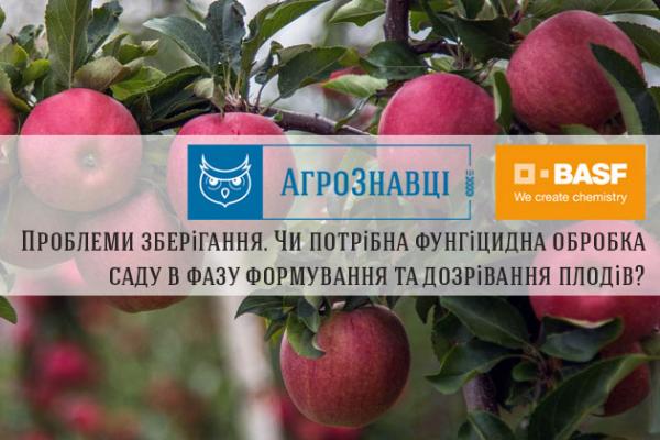 Яблука в саду
kurkul.com