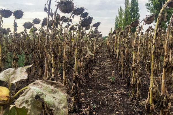 Соняшник господарства «Орбіта»