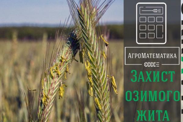 АгроМатематика: Захист озимого жита
Kurkul.com