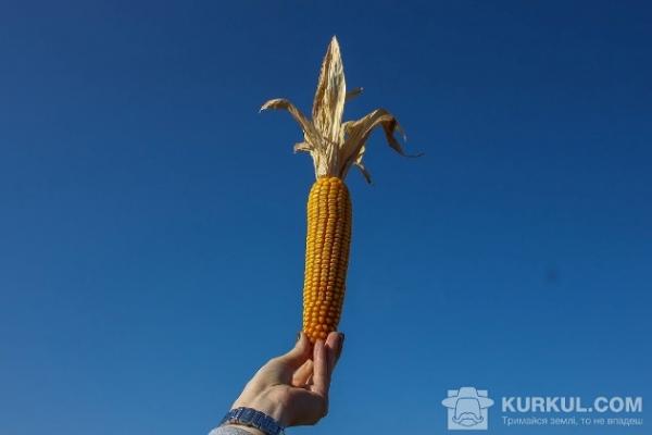 Кукурудза 2017