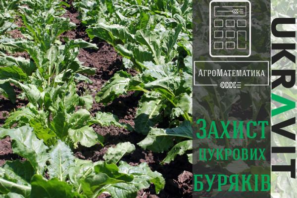Цукровий буряк